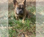 Small #7 French Bulldog
