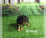 Small #17 Cavalier King Charles Spaniel