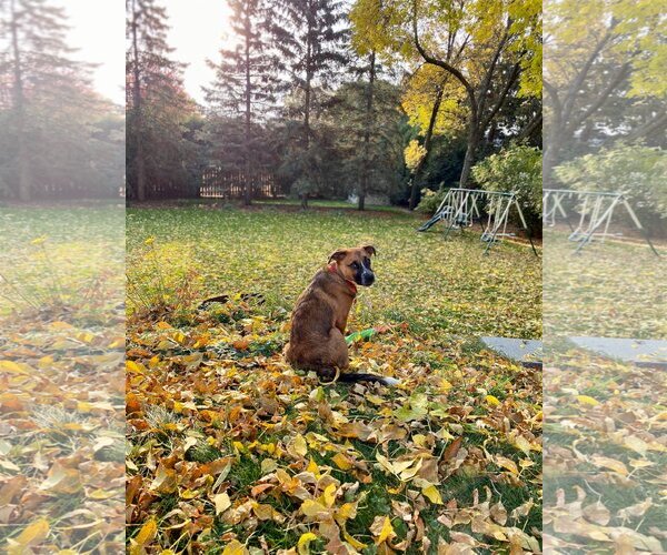 Medium Photo #16 Mutt Puppy For Sale in Farmington, MN, USA
