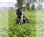 Small #2 Dachshund