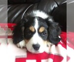 Small Photo #5 Australian Shepherd-Cavalier King Charles Spaniel Mix Puppy For Sale in HOWLAND, OH, USA