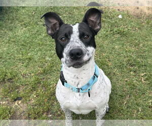 American Pit Bull Terrier-Pointer Mix Dogs for adoption in Millersville, MD, USA