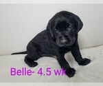 Puppy 4 Labrador Retriever