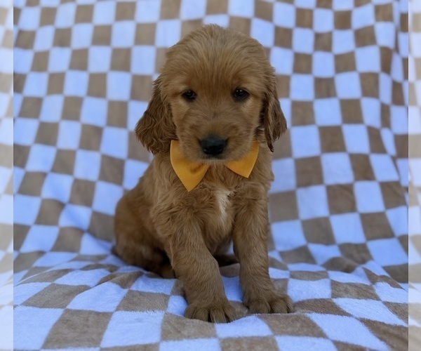Medium Photo #6 Golden Retriever Puppy For Sale in LAKELAND, FL, USA