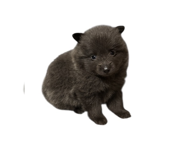 Medium Photo #5 Pomeranian Puppy For Sale in ALBANY, NY, USA