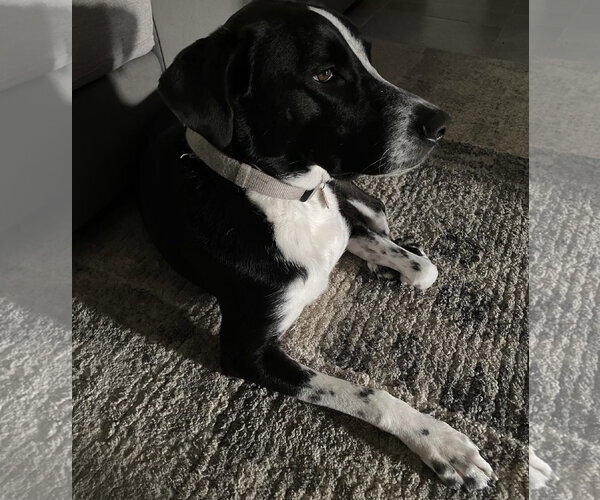 Medium Photo #10 Labrador Retriever Puppy For Sale in Rosenberg, TX, USA