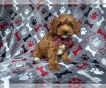 Small #7 Cockapoo (Miniature)
