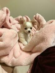 Chihuahua Puppy for sale in BOZEMAN, MT, USA