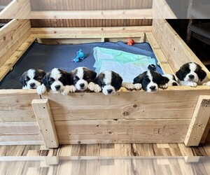 Saint Bernard Litter for sale in FULTONVILLE, NY, USA