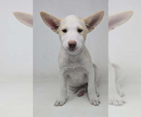 Medium Photo #2 Basenji-Labrador Retriever Mix Puppy For Sale in Brewster, NY, USA