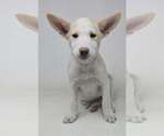 Small #1 Basenji-Labrador Retriever Mix