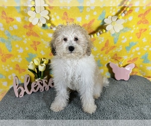 Poodle (Miniature) Litter for sale in COLORADO SPRINGS, CO, USA