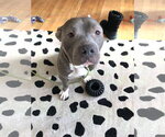 Small #8 Mutt