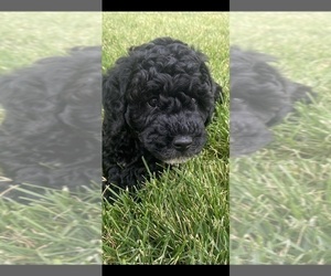 Goldendoodle-Poodle (Miniature) Mix Puppy for sale in LEHI, UT, USA