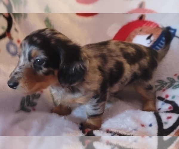 Medium Photo #1 Dachshund Puppy For Sale in TOMS RIVER, NJ, USA