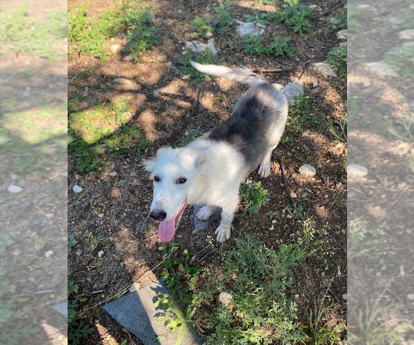 Medium Photo #2 German Shepherd Dog-Huskies  Mix Puppy For Sale in Oak Bluffs, MA, USA
