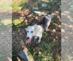 Small #1 German Shepherd Dog-Huskies  Mix
