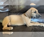 Small Photo #9 Great Dane Puppy For Sale in CLOVER, SC, USA