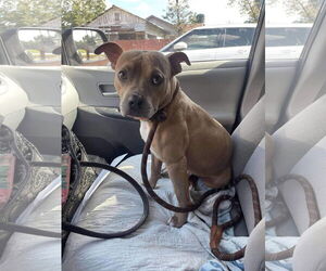 American Staffordshire Terrier-Unknown Mix Dogs for adoption in Oakhurst, NJ, USA