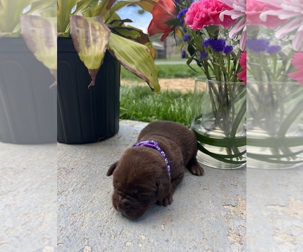Medium Photo #5 Labrador Retriever Puppy For Sale in NEOLA, WV, USA