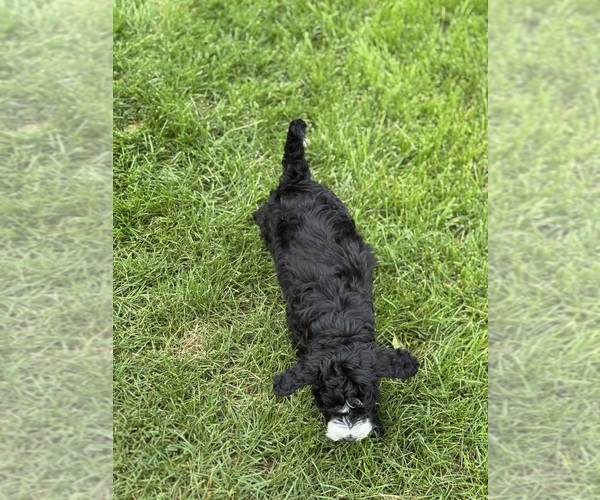 Medium Photo #9 Miniature Bernedoodle Puppy For Sale in LONGMONT, CO, USA