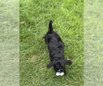 Small #8 Miniature Bernedoodle