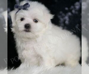 Maltese Puppy for sale in WARSAW, IN, USA