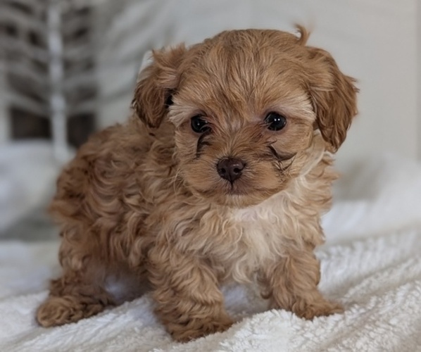 Medium Photo #34 Cavapoo (Miniature) Puppy For Sale in GOSHEN, IN, USA