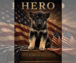 Small #1 German Shepherd Dog