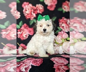 Bichpoo Dog for Adoption in NOTTINGHAM, Pennsylvania USA