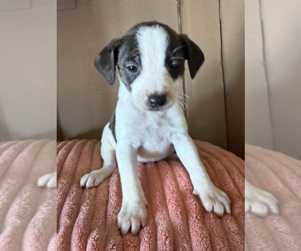 Medium Photo #1 Rat Terrier Puppy For Sale in MOUNT PLEASANT, IA, USA