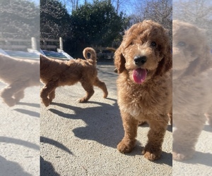 Poodle (Standard) Puppy for Sale in CHANTILLY, Virginia USA