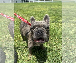 French Bulldog Dogs for adoption in Dumont, NJ, USA
