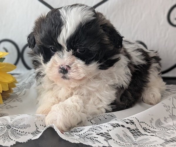 Medium Photo #4 Zuchon Puppy For Sale in GOSHEN, IN, USA