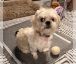 Small #3 Shih Tzu Mix