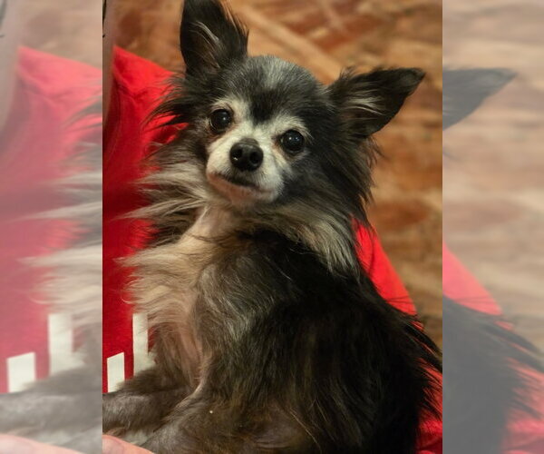 Medium Photo #1 Chihuahua Puppy For Sale in Olalla, WA, USA