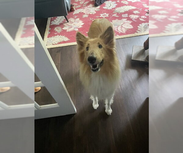 Medium Photo #4 Collie Puppy For Sale in Chantilly, VA, USA