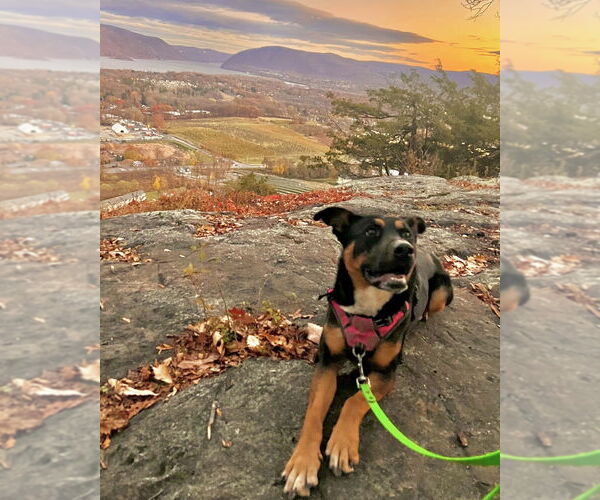 Medium Photo #3 Rottweiler-Unknown Mix Puppy For Sale in Brewster, NY, USA