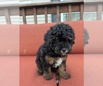 Small #3 Poodle (Toy)
