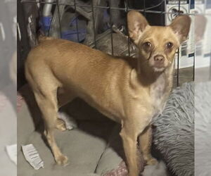 Chihuahua-Unknown Mix Dogs for adoption in Royal Palm Beach, FL, USA