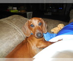 Small Photo #1 Dachshund Puppy For Sale in TALLAHASSEE, FL, USA