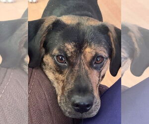 MADDIE - Female Mutt Dog for Adoption - Photo #5
