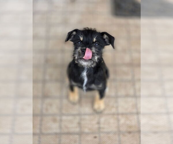 Medium Photo #5 Mutt Puppy For Sale in Rosenberg, TX, USA