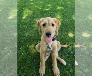 Labradoodle Puppy for sale in BARKEYVILLE, PA, USA