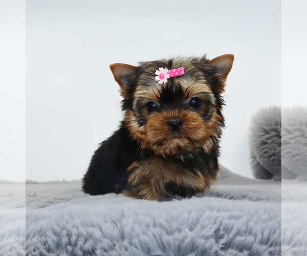 Medium Photo #4 Yorkshire Terrier Puppy For Sale in LOS ANGELES, CA, USA
