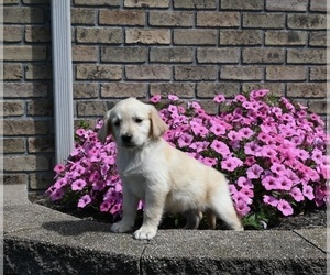 Golden Retriever Puppy for sale in MILLERSBURG, OH, USA