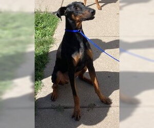 Dozer - Female Doberman Pinscher Dog for Adoption - Photo #3