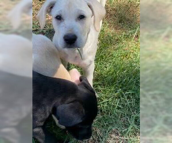 Medium Photo #3 Labrador Retriever-Unknown Mix Puppy For Sale in Alexander, AR, USA