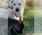 Small #2 Labrador Retriever Mix