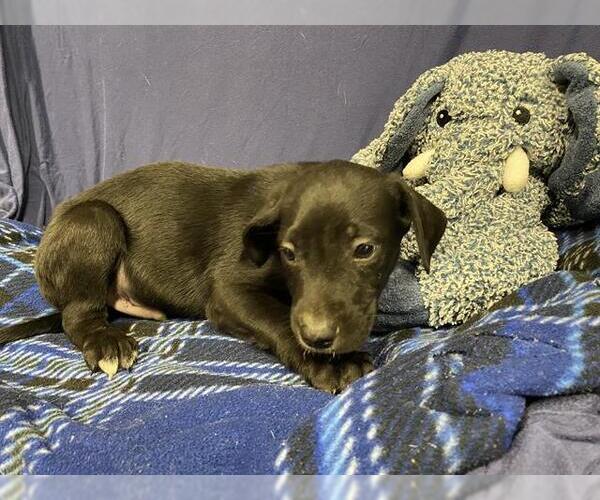 Medium Photo #1 Labrador Retriever-Unknown Mix Puppy For Sale in Modesto, CA, USA